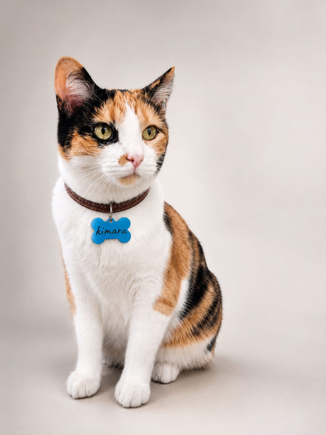 Gatita con plaquita de identificación en el collar